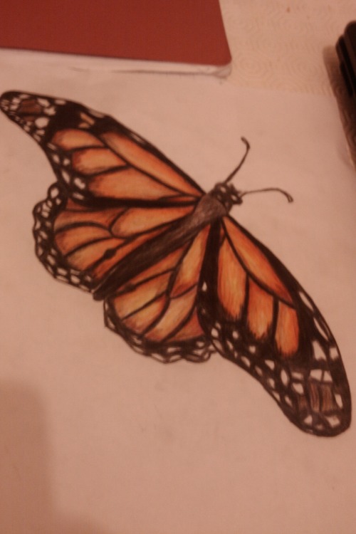 butterfly drawing on Tumblr