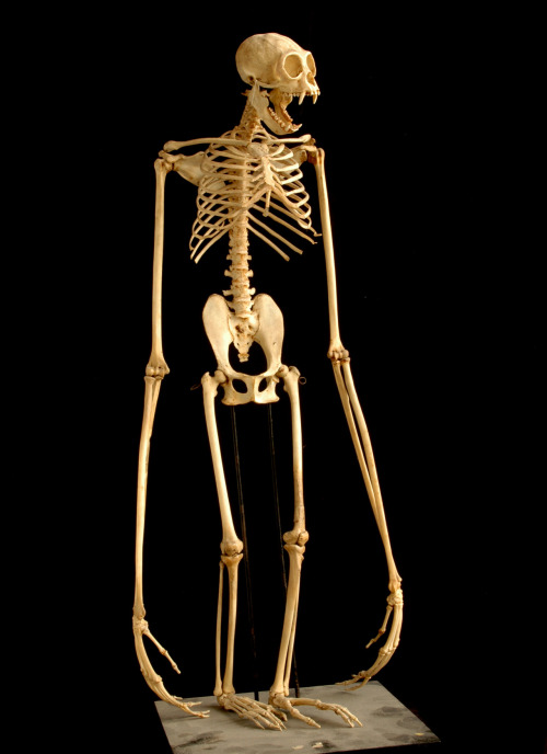 phoneus:abstractbody:gibbon skeletonhey gibbon - okay, I’m...