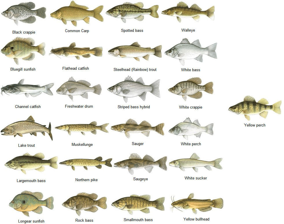 Bass Species Chart