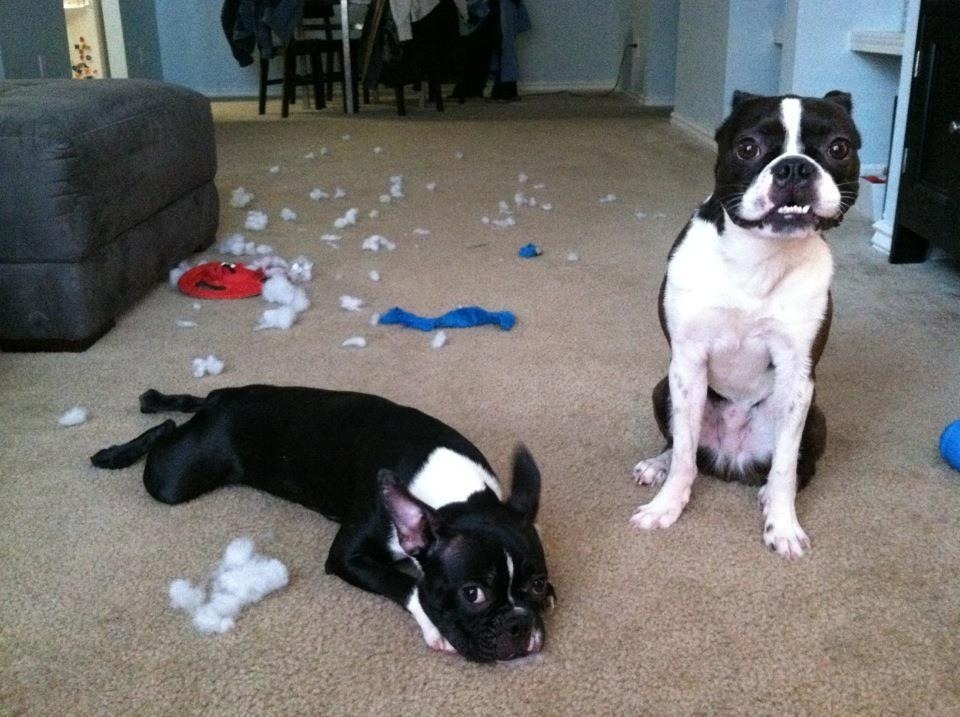 F Yeah, Boston Terriers: Photo