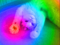 vibe cat gif rainbow