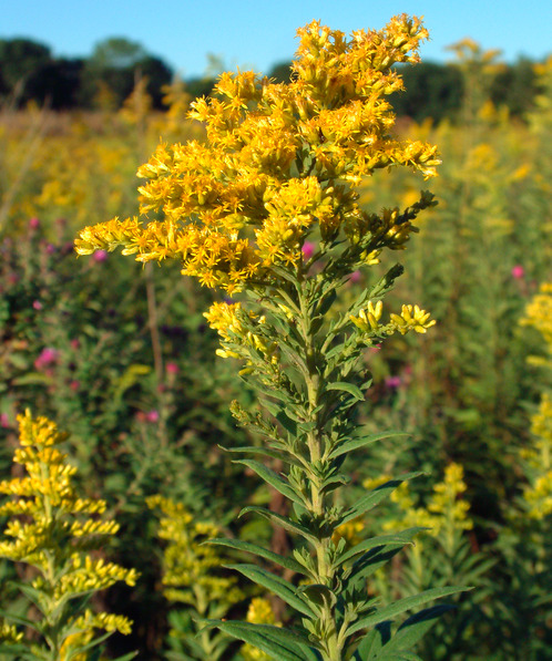 flower girl  featured flower: goldenrod goldenrod, also known