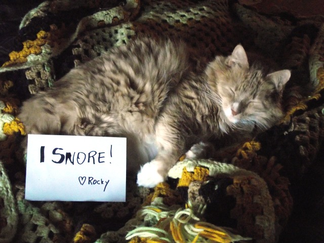 Cat-Shaming