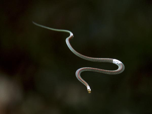 reptile-facts-fortheloveofherpetology-flying-snake