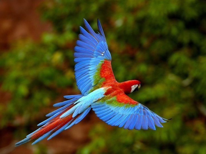 life-in-honduras-national-bird-of-honduras-the-macaw