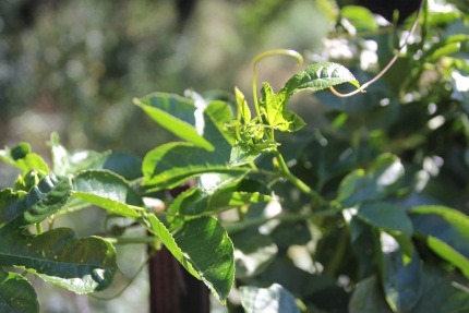 Xtremehorticulture Of The Desert Is My Photinia Over Or Under