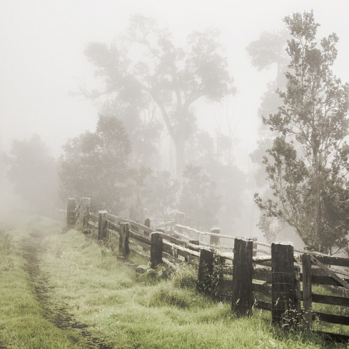 nicholasdyee:The Path on Flickr.The Honuaula Forest Reserve is...