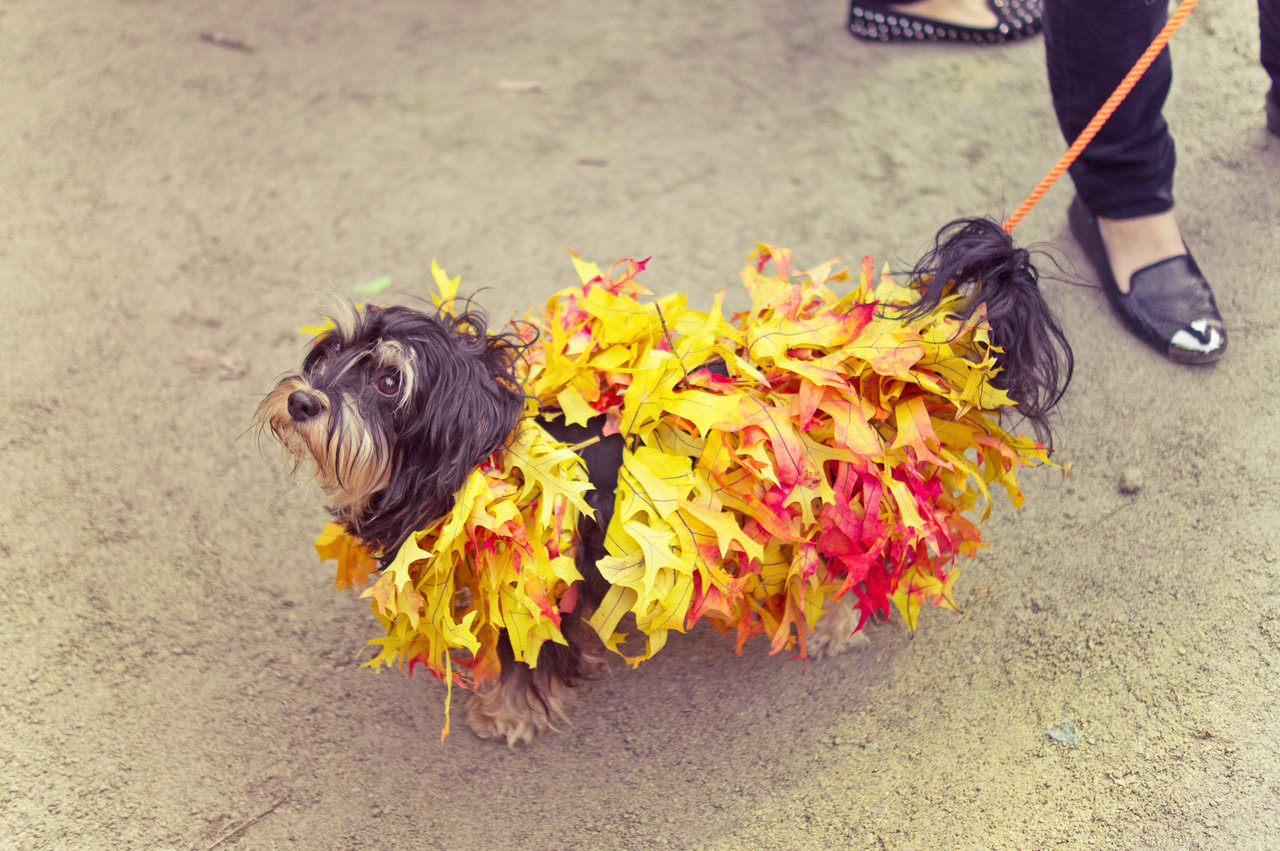 ny-through-the-lens-new-york-city-photography-halloween-dog-parade