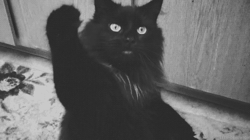 Tumblr Black Cat Porn - not actual cat porn))