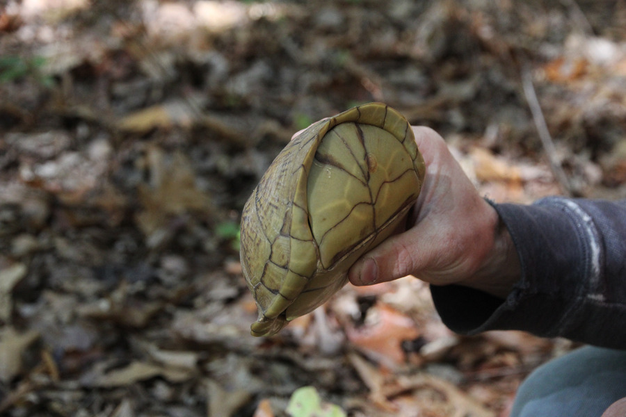 Reptiles and Amphibians!, Eastern Box Turtle (Terrapene carolina) Ranges...