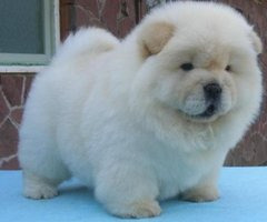 White Chow Chow Puppy Tumblr