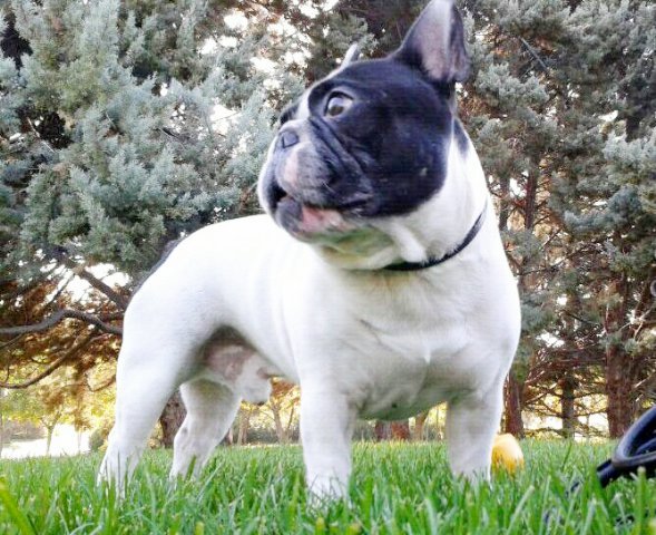 The Daily Frenchie