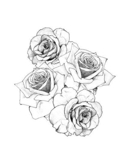 Rose Drawing Tumblr