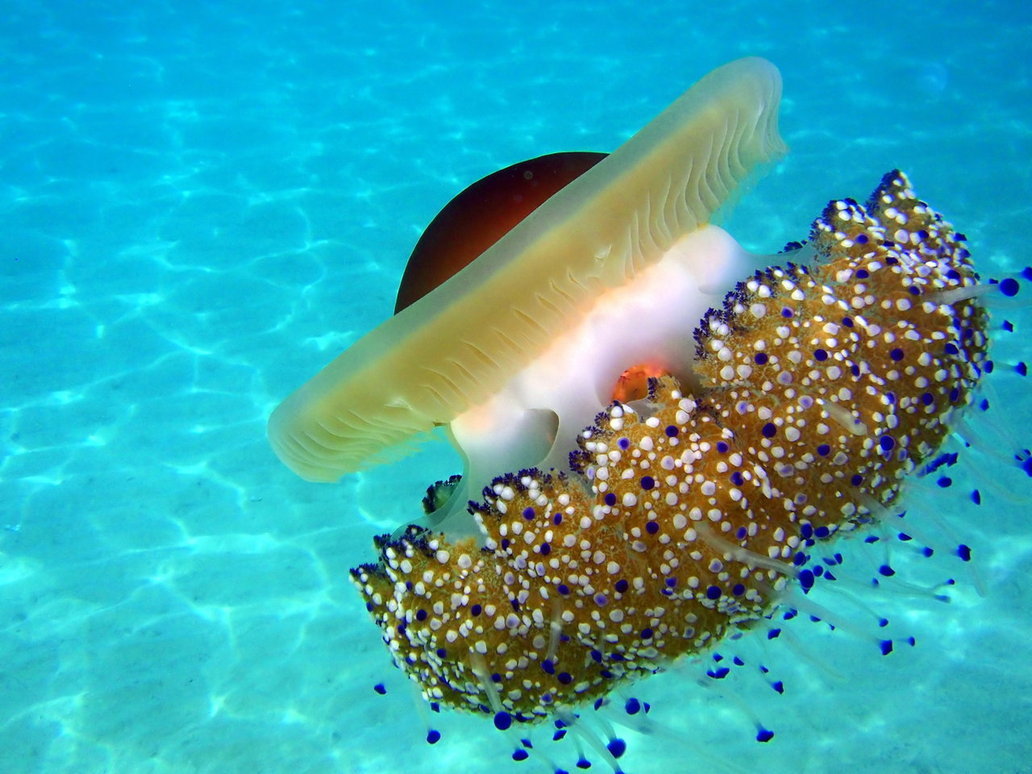 Mediterranean jellyfish, Cotylorhiza tuberculata ... - What about ...