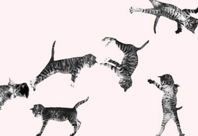 flying cats on Tumblr