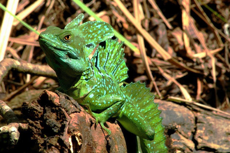 Funny Wildlife • Basilisc in Costa Rica. by Francesco Lo Sapio