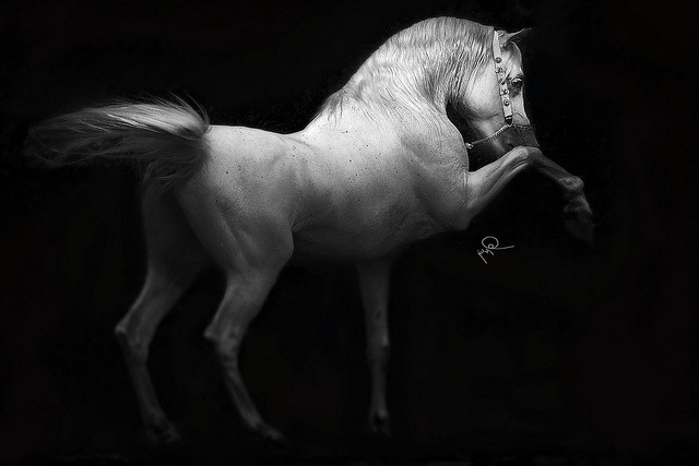 The Arabian horse... there is no equal.: Photo