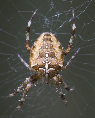 Common Garden Spider Tumblr