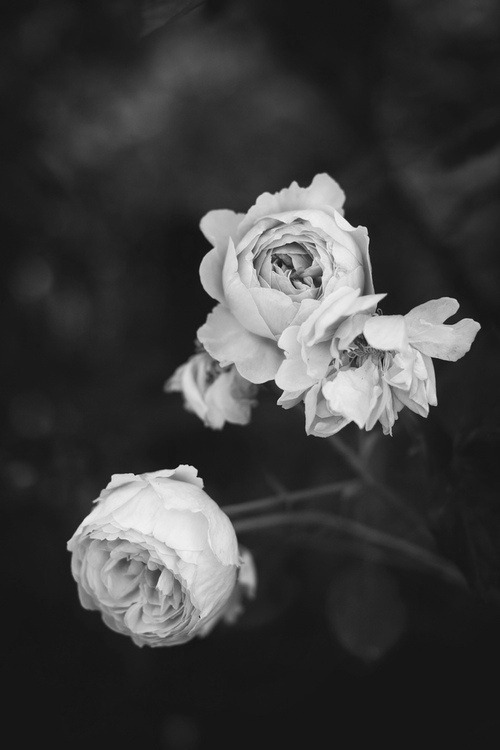 black and white flowers on Tumblr