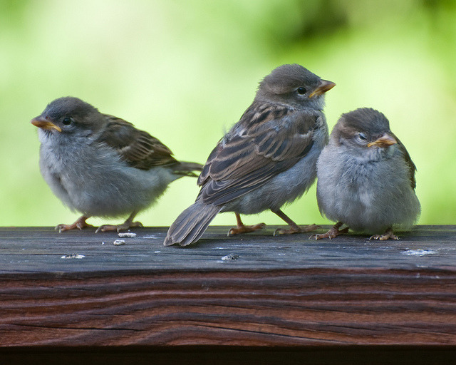 Sparrow Chicks Being Fed by PatsSoxfan on Flickr. - Look at this Baby Bird