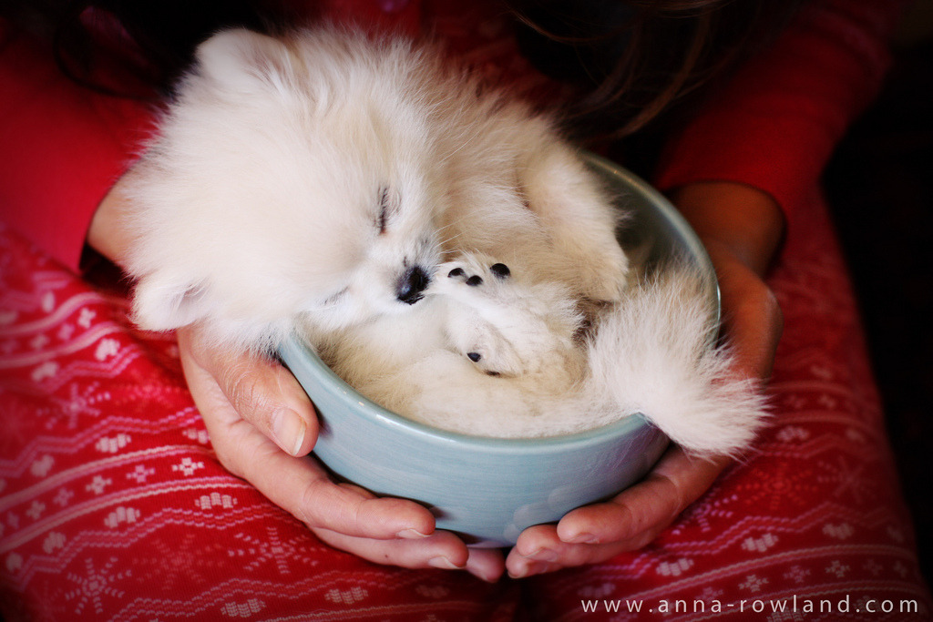 Pups in Cups • Butter, the Teacup Pomeranian (by hapatxn)