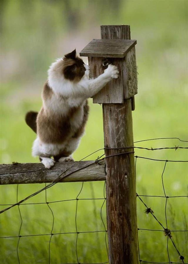 house-cat-trying-to-catch-a-bird-in-a-birdhouse-on-magical-nature-tour