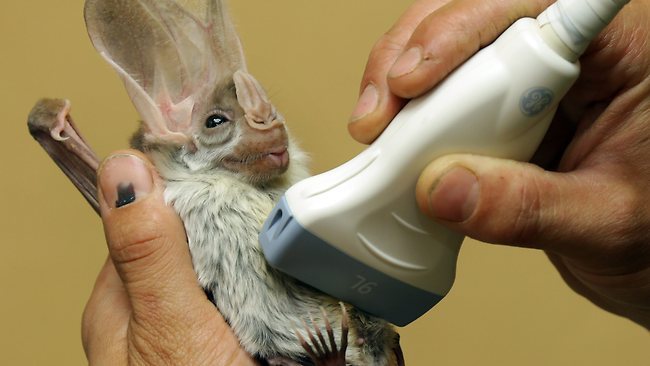 toothpast:
“ theworldisanapple-youareaseed:
“ lizzingwithkriz:
“ Pregnant Ghost Bat having an ultrasound at Featherdale Wildlife Park
”
congrats it’s a bat
”
[delighted bat noises]
”