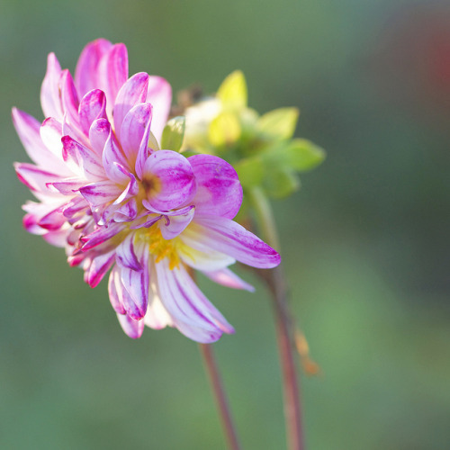 fall flowers on Tumblr