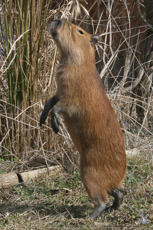 Capybara Photo Of The Day