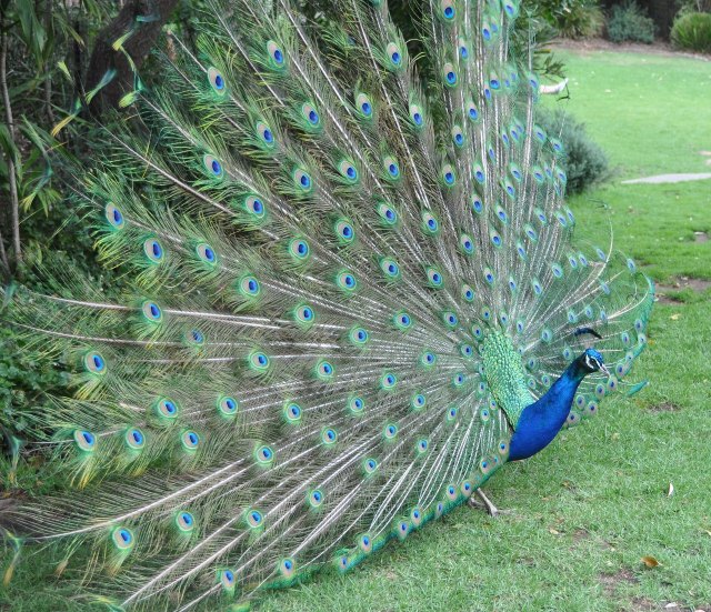 Living On The NSW South Coast, A Peacock At The Taronga Zoo In Sydney.