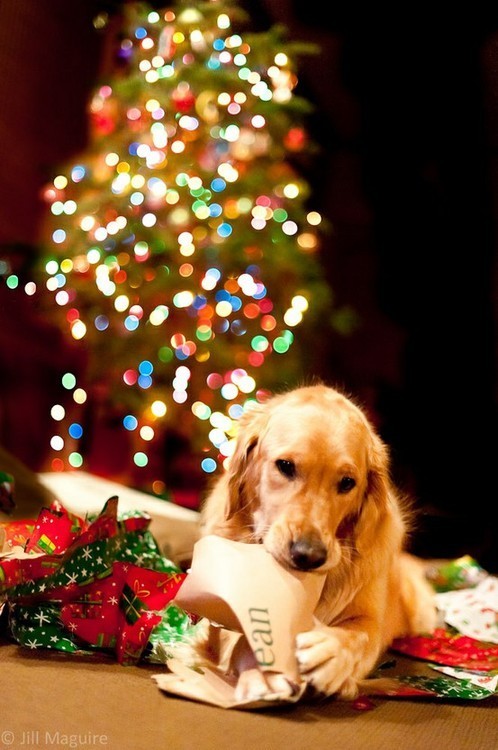 Hond_bij_kerstboom