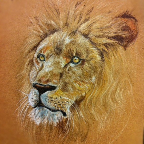  lion colorpencil pencil sketch drawing - Fly or Die