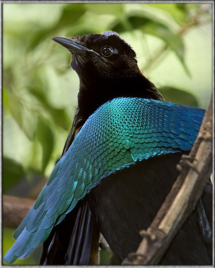 Lets Do Some Zoology Superb Bird Of Paradise Lophorina Superba