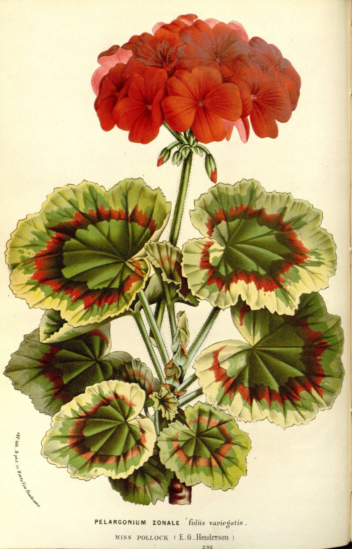 Scientific Illustration | heaveninawildflower: Pelargonium zonale