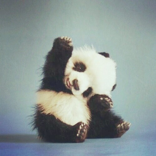 cute panda on Tumblr