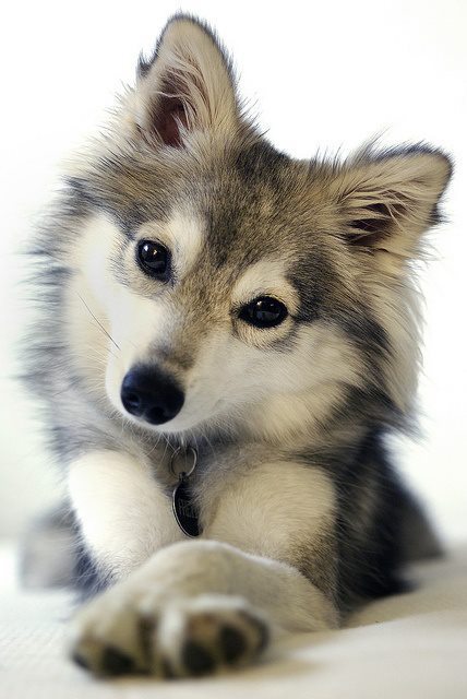 animal alley husky