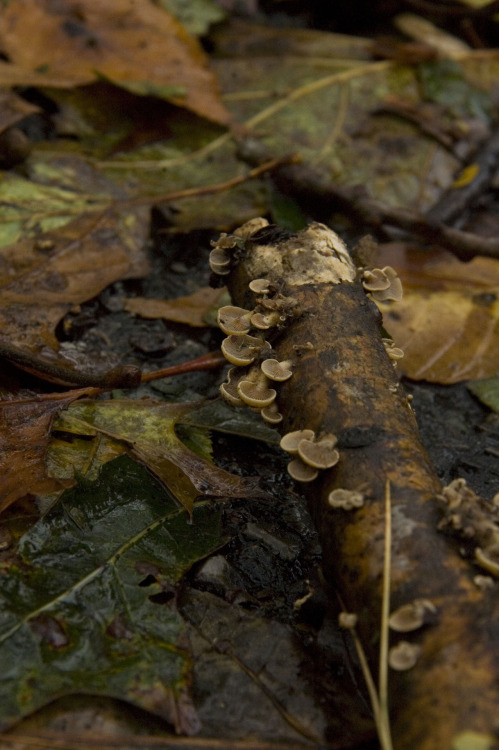 fungi mushroom tree trunk tree branches tree nature photography