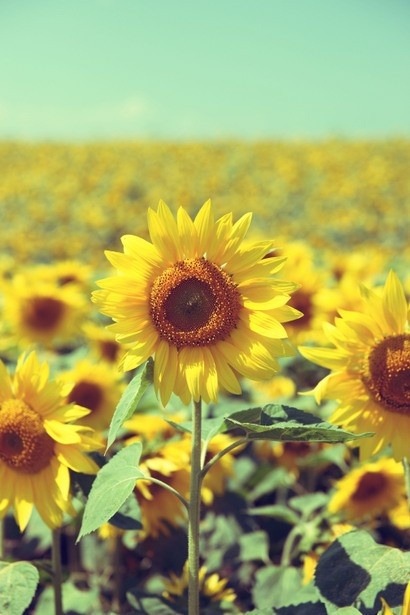 girasoles on Tumblr