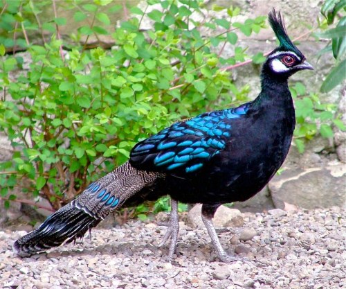 astronomy-to-zoology: Palawan Peacock-Pheasant(Polyplectron...