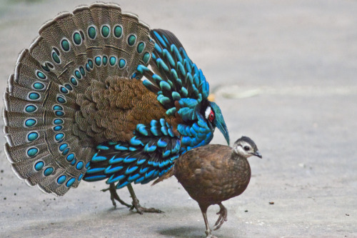 astronomy-to-zoology: Palawan Peacock-Pheasant(Polyplectron...