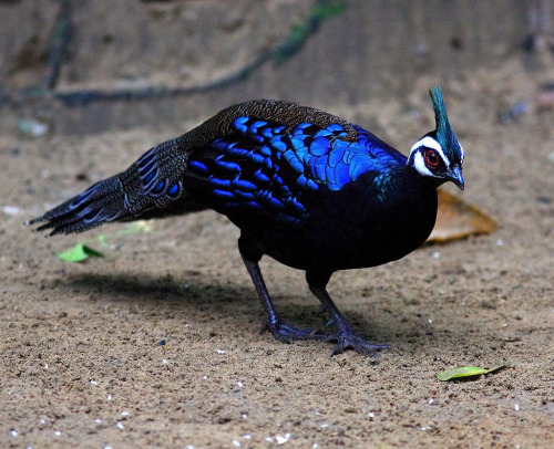 astronomy-to-zoology: Palawan Peacock-Pheasant(Polyplectron...