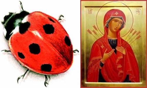 The name â€œladybirdâ€ originated in the Middle Ages when the insects were known as the â€œbeetle of Our Ladyâ€. They were named after the Virgin Mary, who in early religious paintings was often shown wearing a red cloak. The spots of the seven spot...