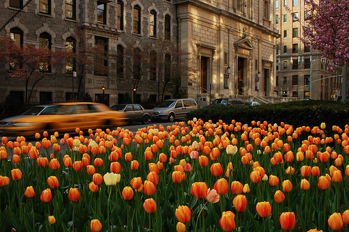 New York Tulips