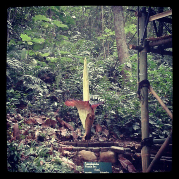 Tiny Home • bunga bangkai, Amorphophallus Titanium di kebun...