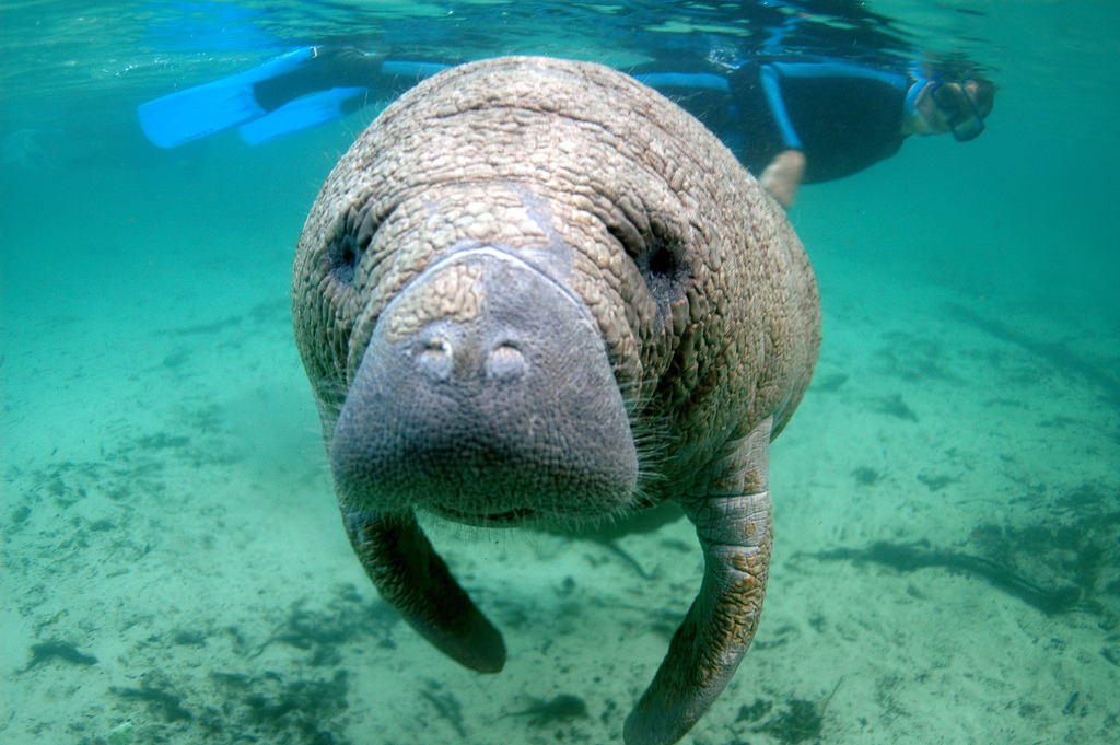 Ocean Portal — Which is more closely related to a manatee: a...