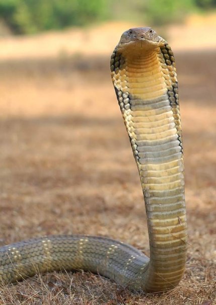 Reptile World, TOP 5 Elapids Monocled Cobra King Cobra Yellow...