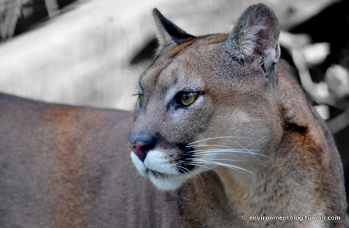 picture of a puma cat
