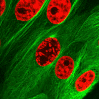 Time lapse of epithelial cells undergoing mitosis