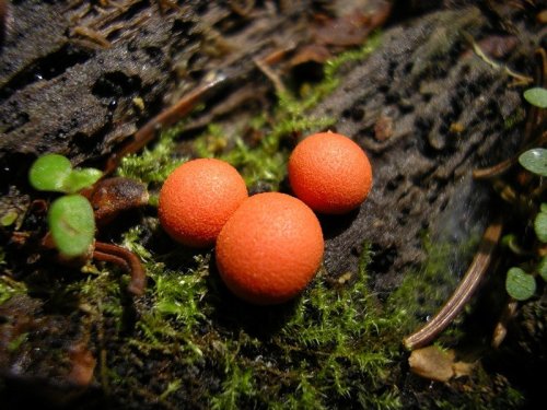 slime mold