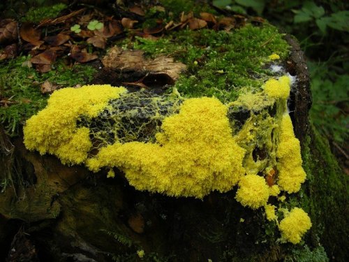 slime mold